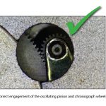 Correct engagement of the oscillating pinion and chronograph wheel.